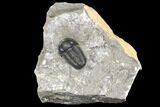 Detailed Gerastos Trilobite Fossil - Morocco #141669-5